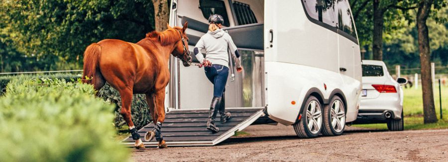 WAP Horsetrailer